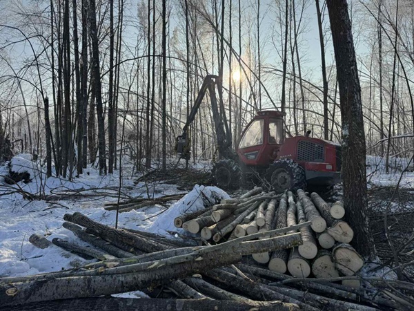 Правительство установило таксовую стоимость древесины на корню в 2026 году