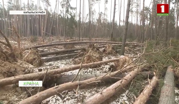 С последствиями урагана справляются работники лесного хозяйства Минской области