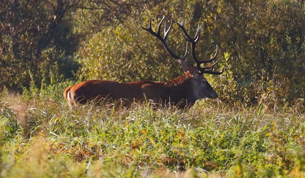 С 1 октября в Беларуси стартует сезон загонных охот на копытных, который продлится по 31 декабря.