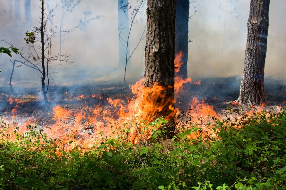Лесные пожары - как избежать?