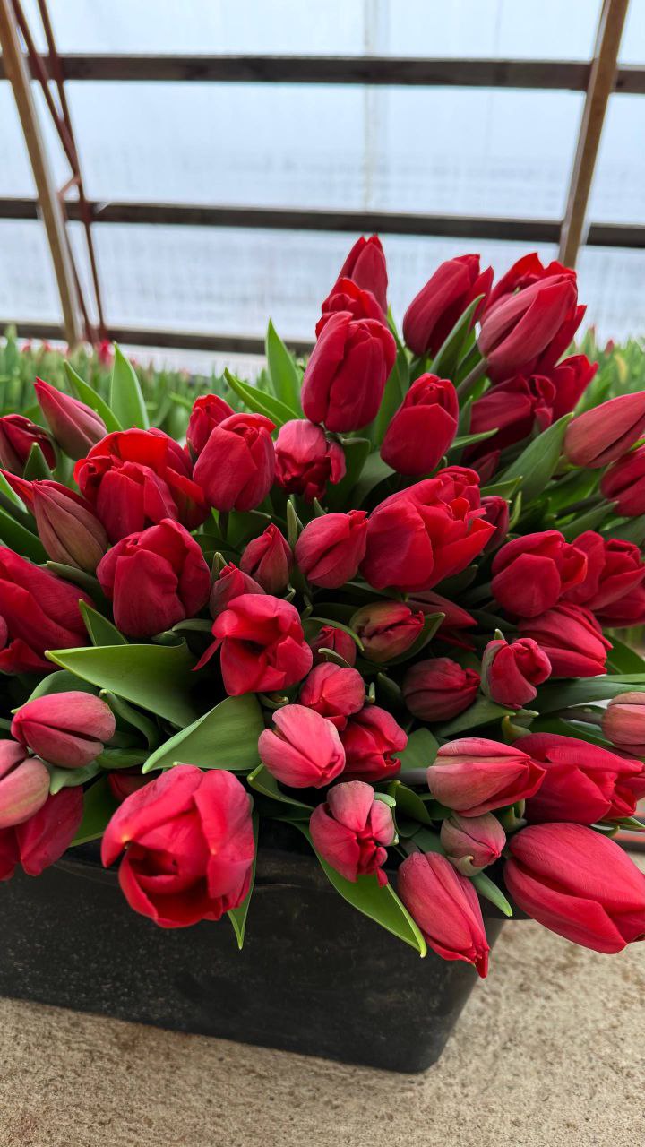 Поздравление Генерального директора ГПЛХО С 8 марта