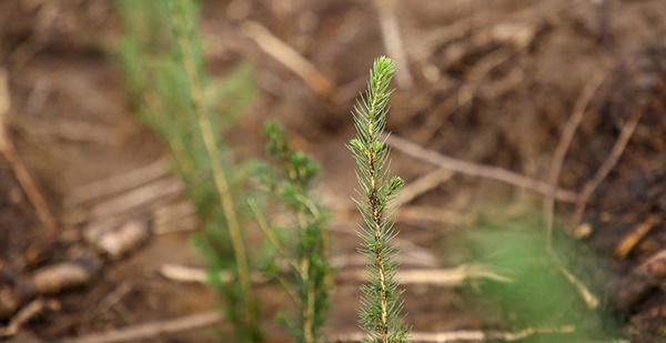 Более 2,8 млн саженцев деревьев подготовили лесоводы Минской области
