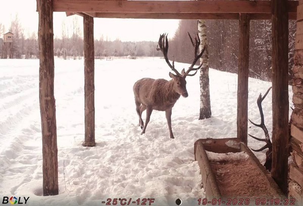 Лесхозы Минского ГПЛХО уделяют особое внимание подкормке диких животных, помогая им пережить трудный зимний период.