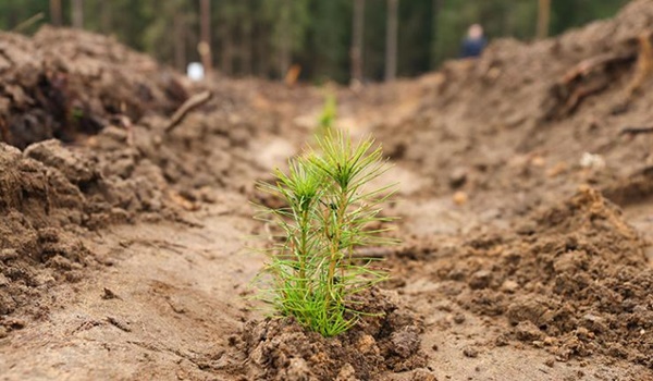 В 2024 году в Минской области будет создано 4343 га новых лесных культур