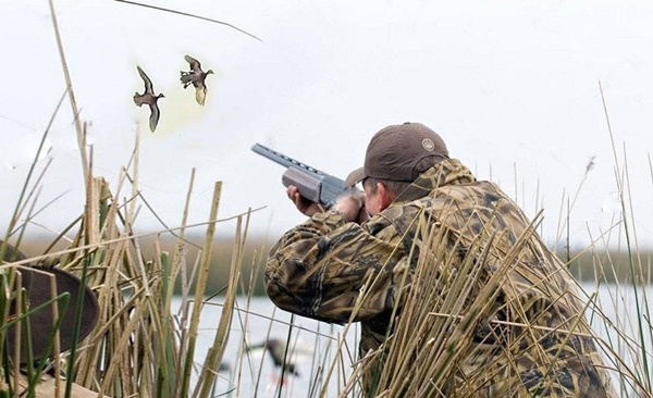 С 9 августа 2025 года открывается летне-осенний сезон охоты на водоплавающую и болотную дичь (кроме гусей)