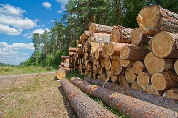 Как заготовить дрова в лесничестве?