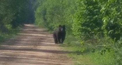 В Беларуси с 1 июля по 31 декабря разрешается ружейная охота на медведя любого пола и возраста
